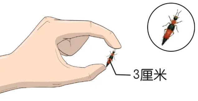 這些小蟲哪些能拍！哪些不能拍！