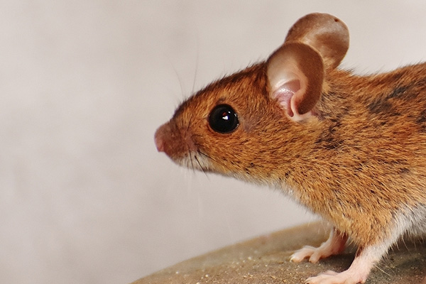 食品工廠如何防治老鼠，需要怎樣做計劃？