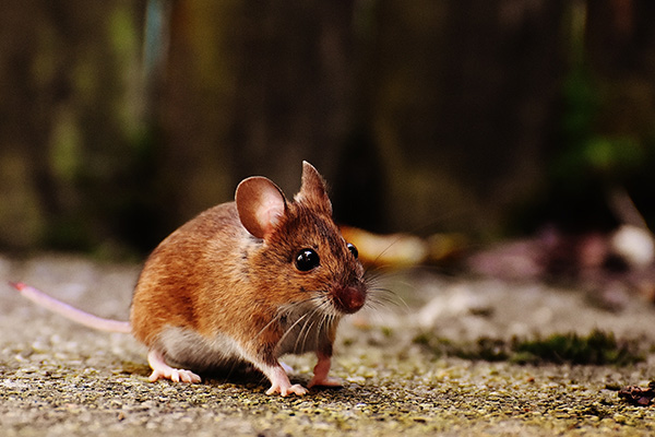 冬季老鼠在家橫行，該如何整治它。